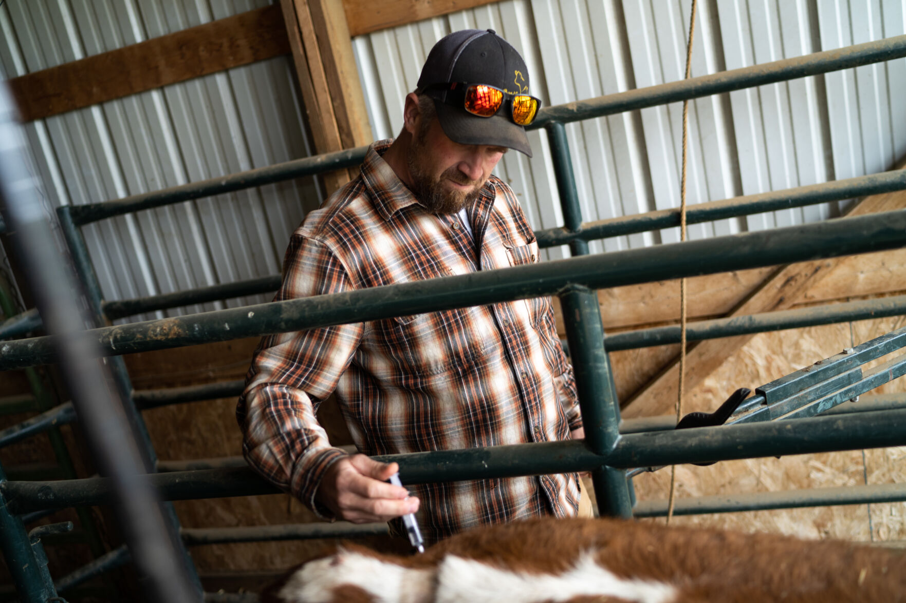 20220507_CowTransplant_EW_0203_BB.jpg :